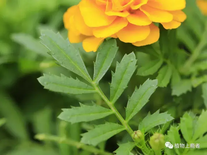 万寿菊属的叶子具有更高的辨识度,通常对生,羽状分裂,裂片边缘有锯齿.