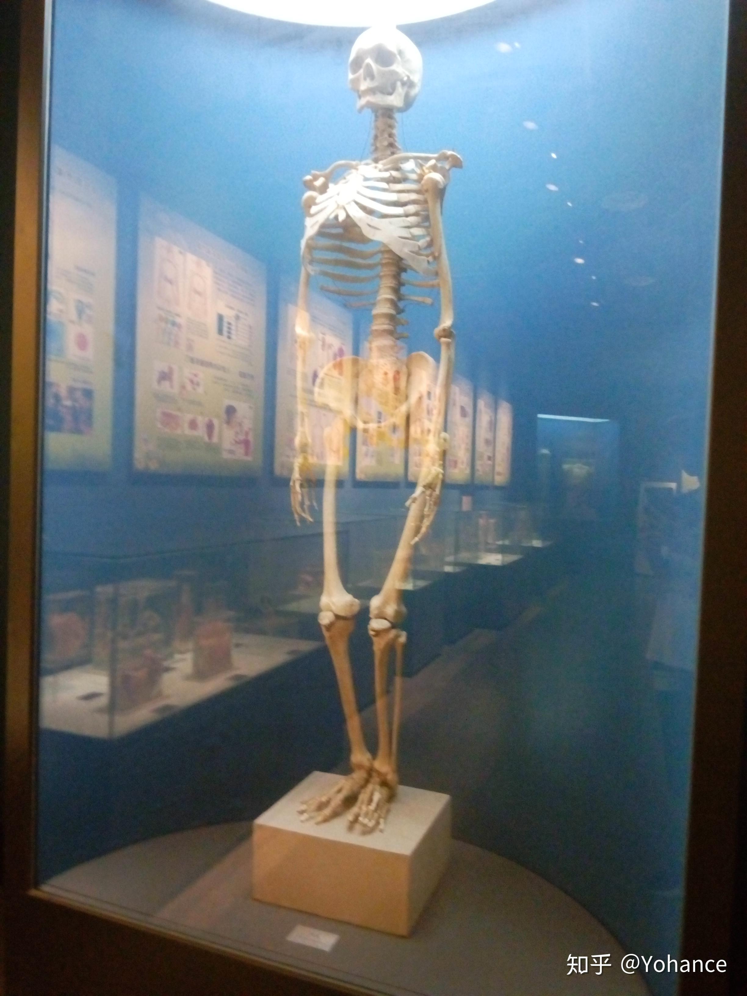 杭州自然博物馆里的人体标本是真的吗？ - 知乎