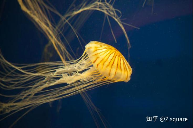 年輕人tz的水族館記浦東水族館海蕁麻水母