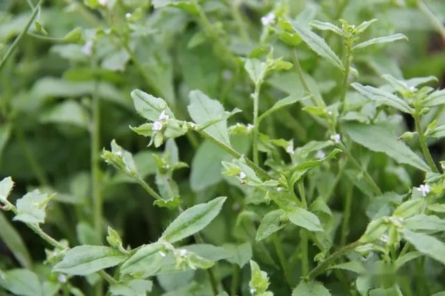 颈椎痛头晕手麻3把野草1碗汤帮你放松劳损的肩颈