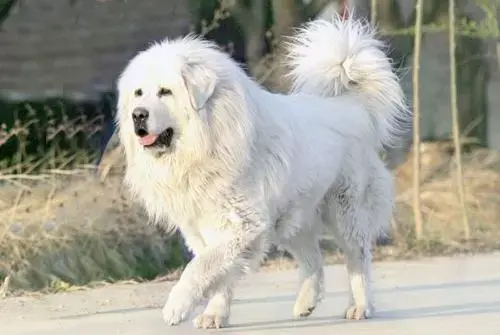 全身雪白的藏獒,又称白獒 .