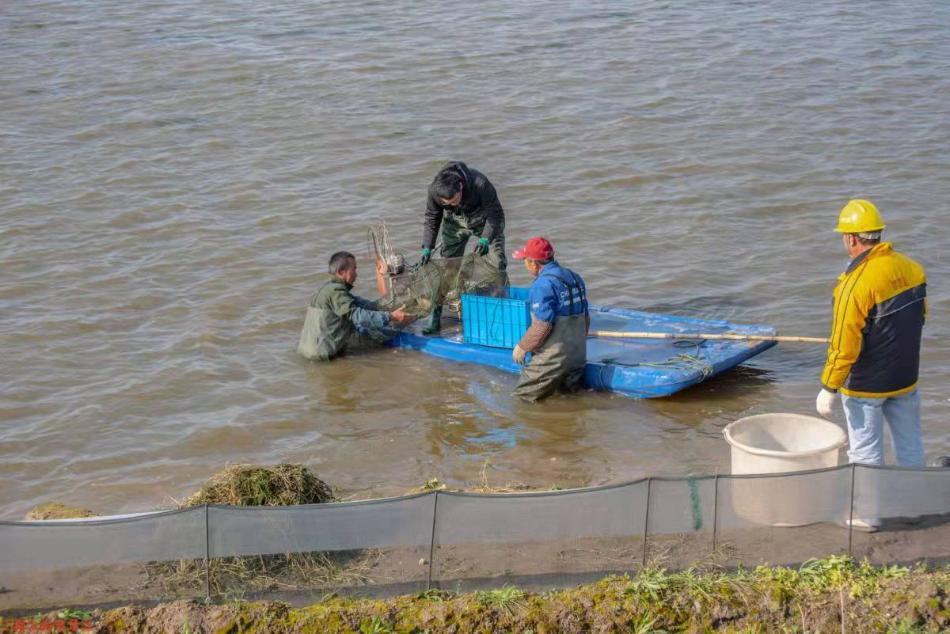 水产科技助力乡村振兴——18万只中华绒螯蟹在崇明海棠湖出湖上市
