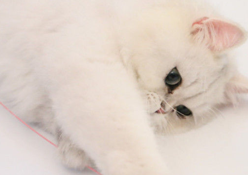 猫自己在家会不会想主人 v2-b088a19a164c690066aaa4d0cfc42f8c_r.jpg