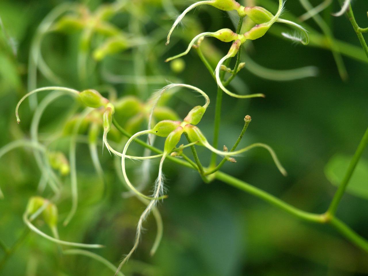 攀爬植物如何栽植