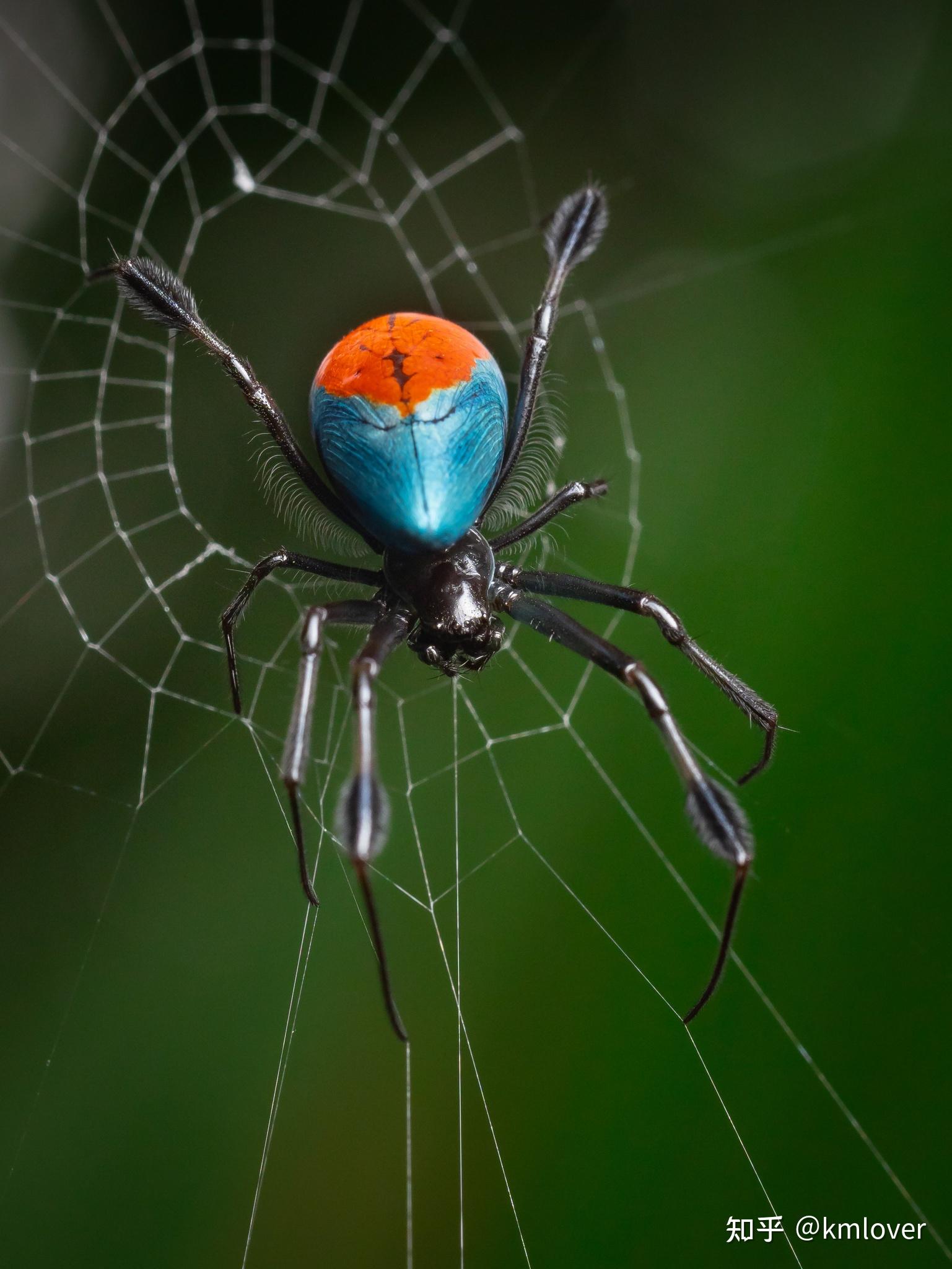 求助图中腹部有两条荧光绿色竖纹的小型蜘蛛是哪种蜘蛛?
