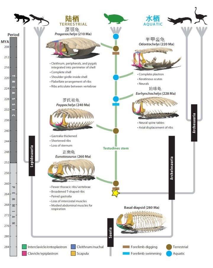 第二百七十七回 龟虽寿1 指破鼍龙壳鳍翼爪牙   远古の鳍 建议改成