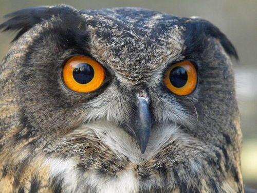 食肉动物眼睛长前面为了捕猎猎物食草动物眼睛长在两边为观察天敌那么