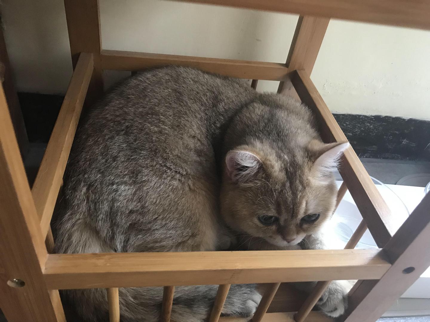猫去新家应激了怎么办 v2-b09cc72af29d9a3bf7f27cf7f4a27b28_1200x500.jpg