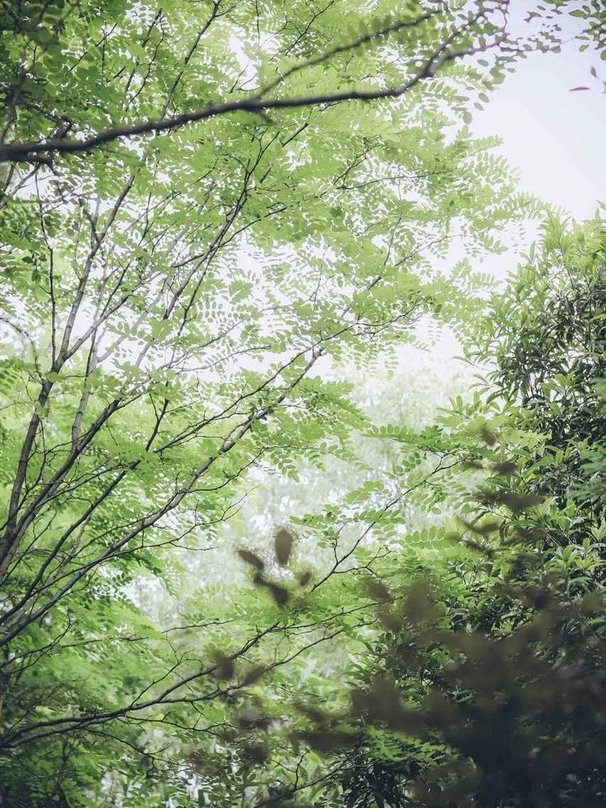 超级好看的绿色系壁纸,在这呢!护眼壁纸(绿色系列的壁纸)