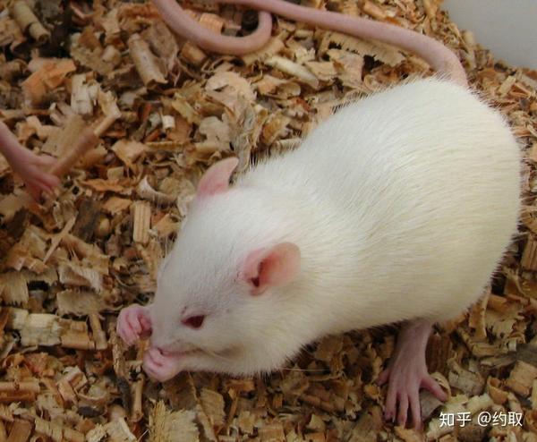 一,知识:小鼠和大鼠 二,知识的应用:语言中的分别心 三,发现问题&解决