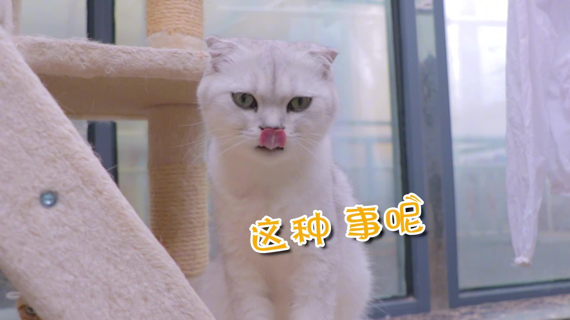 好你个油嘴滑舌的小猫咪大家说我到底该不该信它呢