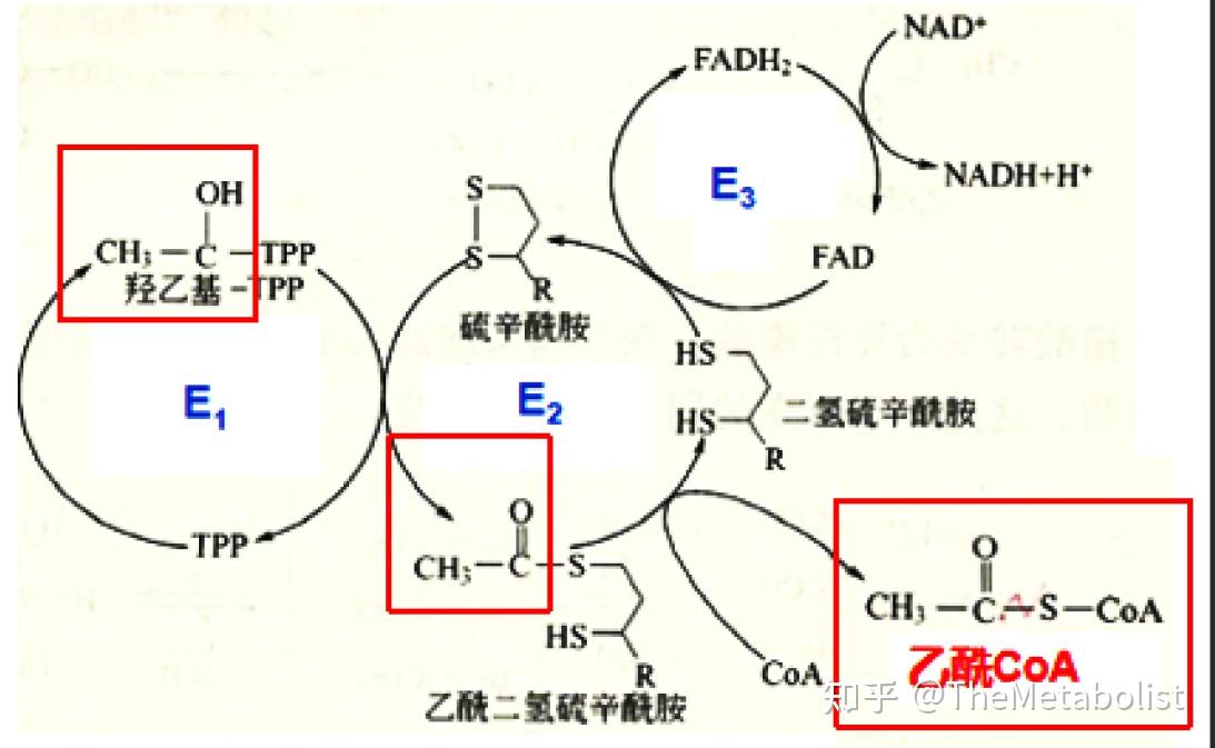 丙酮酸脱氢酶复合体图片