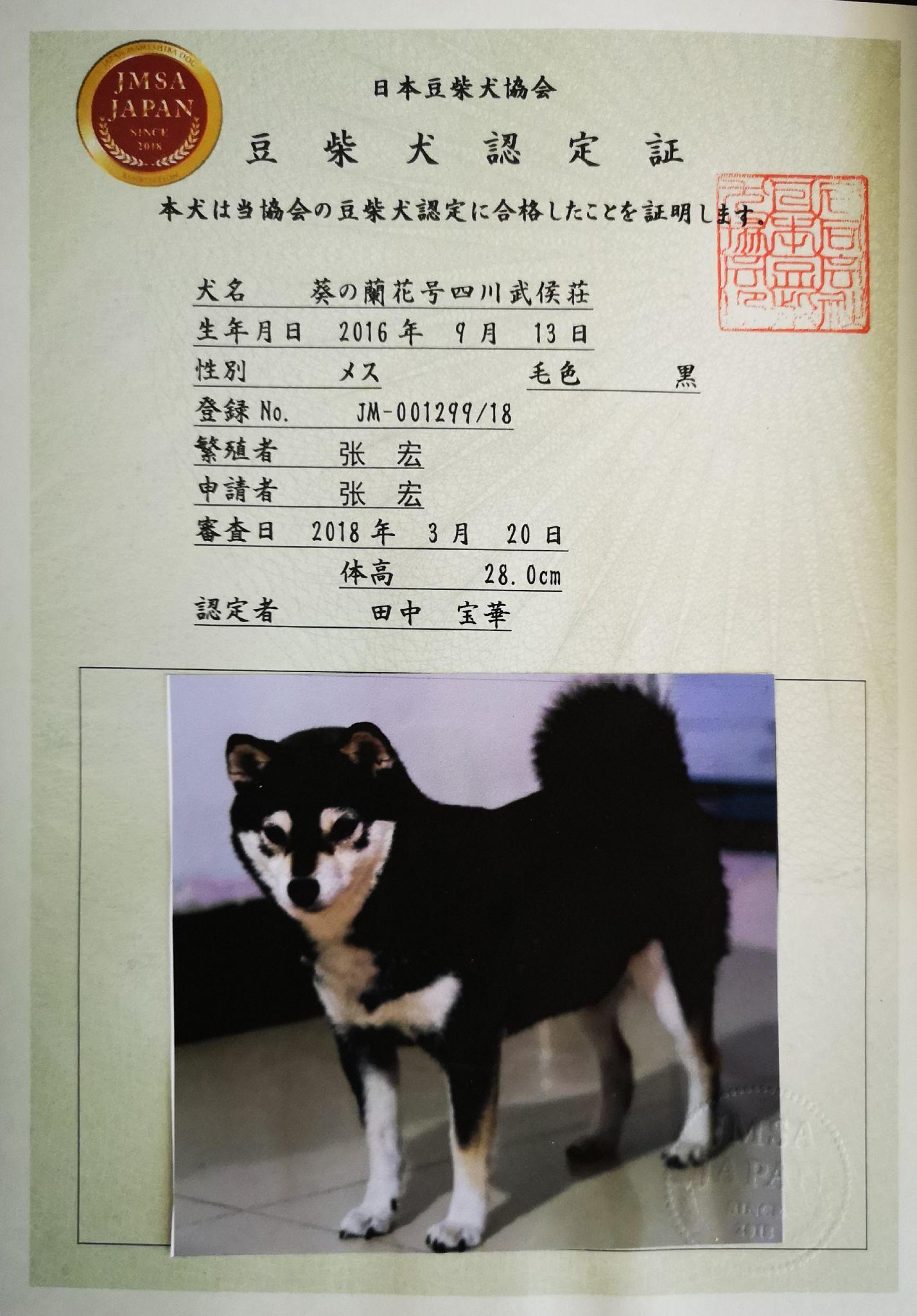 第二张图片是四代证书(完成犬)第一张图片是标准柴犬与豆柴,豆柴证书