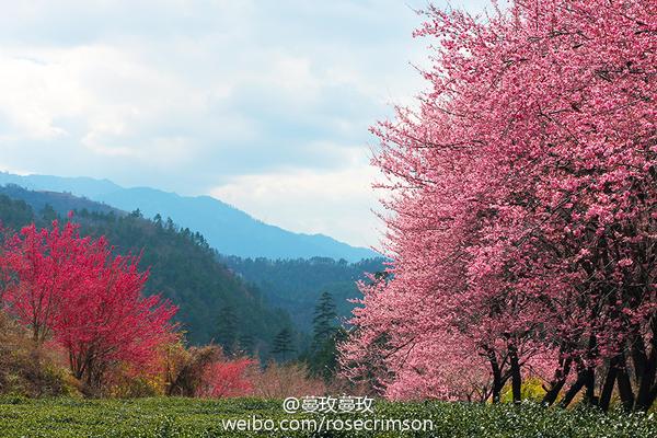 花底人间世 中国人的赏樱热潮