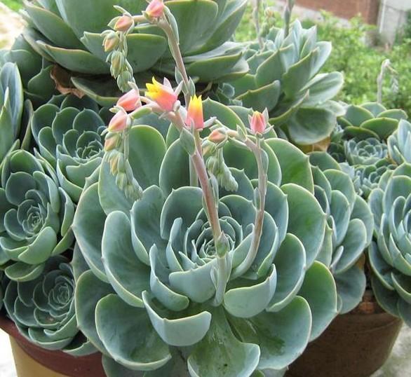 适合新人养的多肉 宝石花 知乎