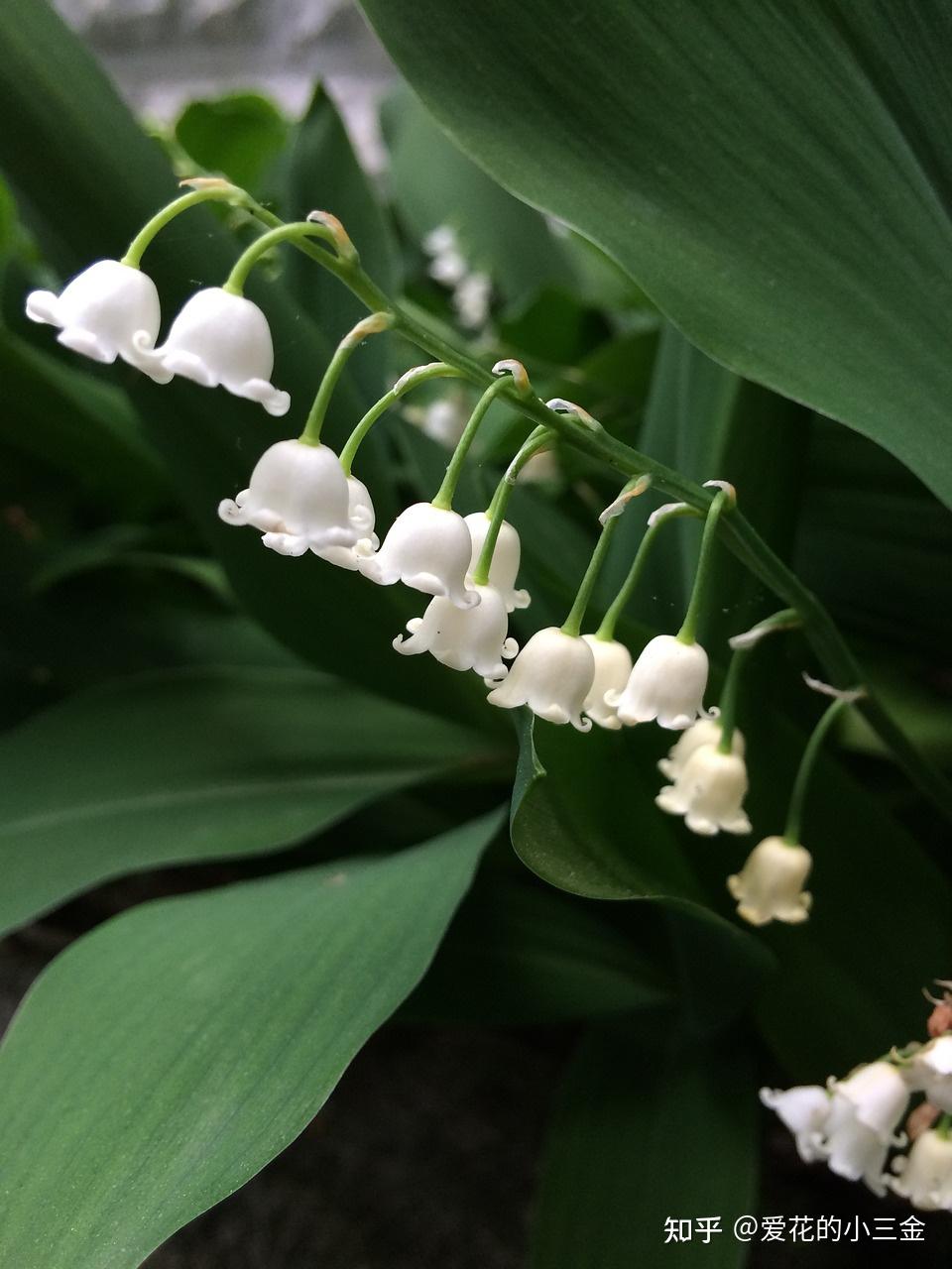 怎么样才能养好一盆铃兰? - 知乎