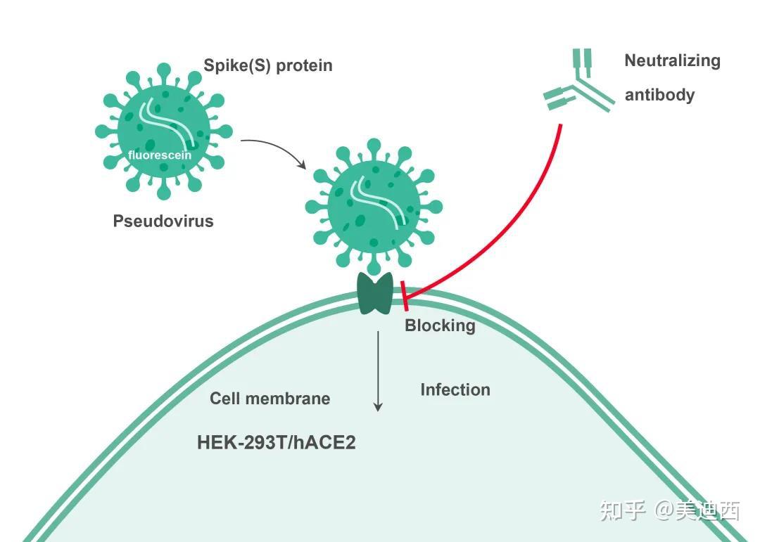 基于竞争性assay或假病毒的中和抗体分析