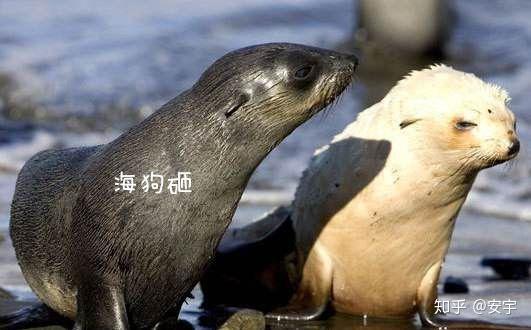 为什么有海豹海狮没有海虎有海马海牛没有海羊有海狗没有海猫
