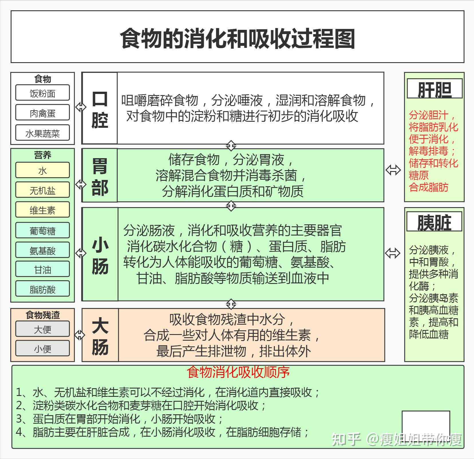 吃进去的食物是怎么转化为脂肪存储的