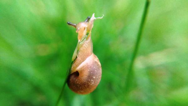 蜗牛是怎么吃东西的 知乎