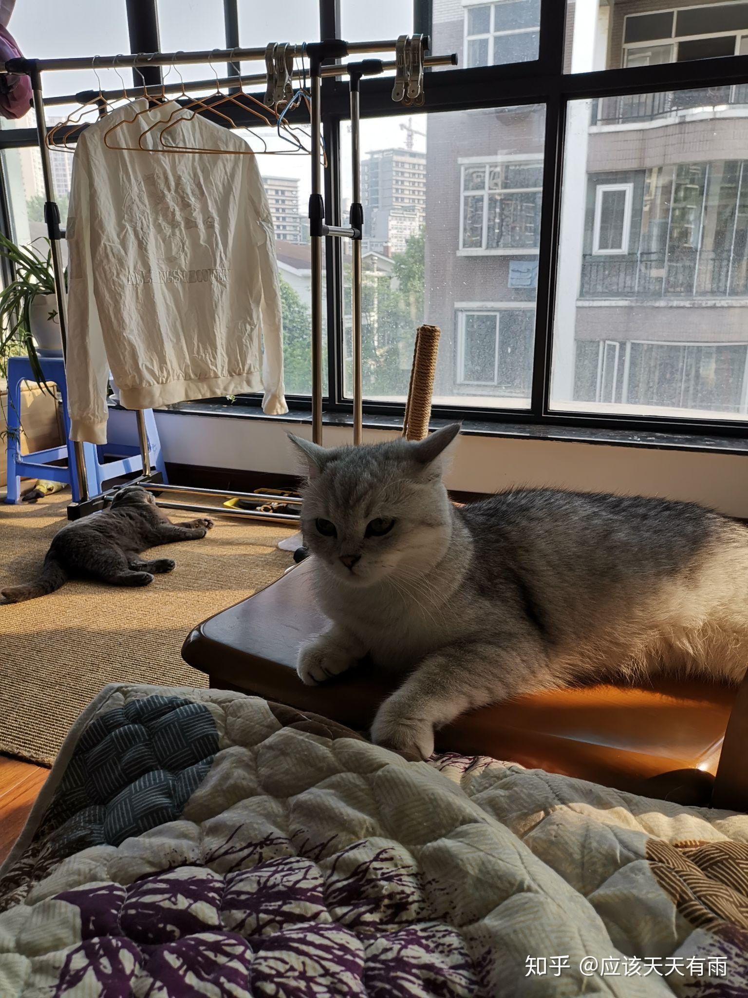 怎么养小猫才能会更粘人 v2-b0e2a990f9eb2556324d0379ca7f9f2c_r.jpg