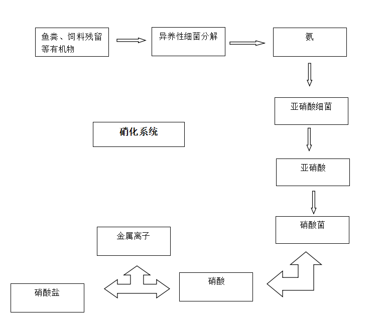 硝化细菌的硝化作用 知乎