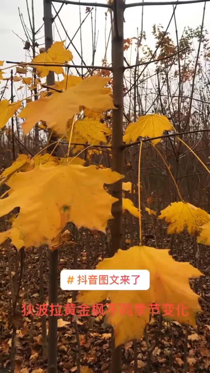 挪威槭狄波拉春夏秋三季变色漂亮观赏价值佳