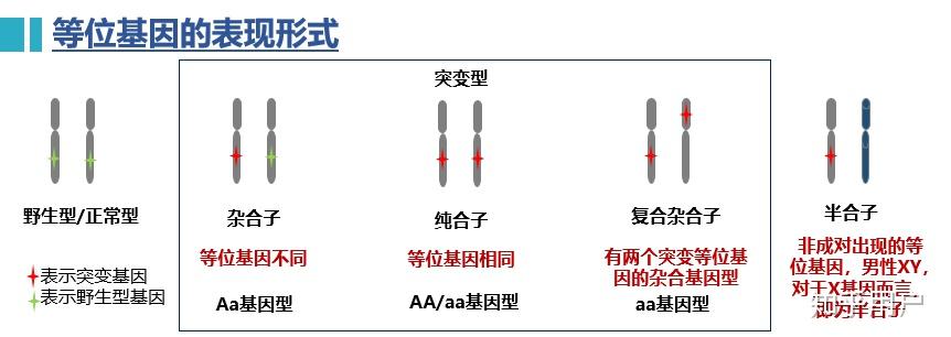 表现型和基因型是什么意思? - 知乎