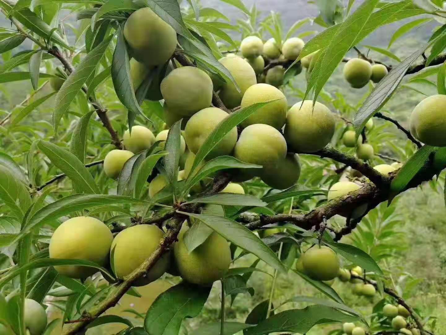 厚强李子种苗基地的李子树苗花芽的辨别方法 - 知乎