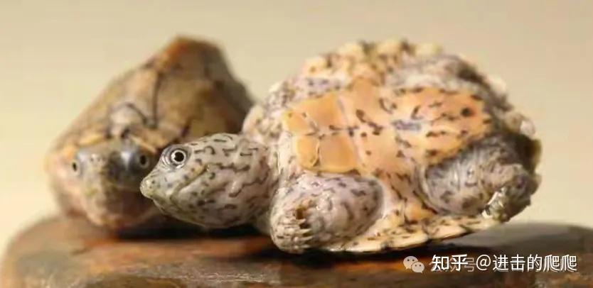 为何乌龟混养会相互伤害?如何杜绝互咬 - 知乎