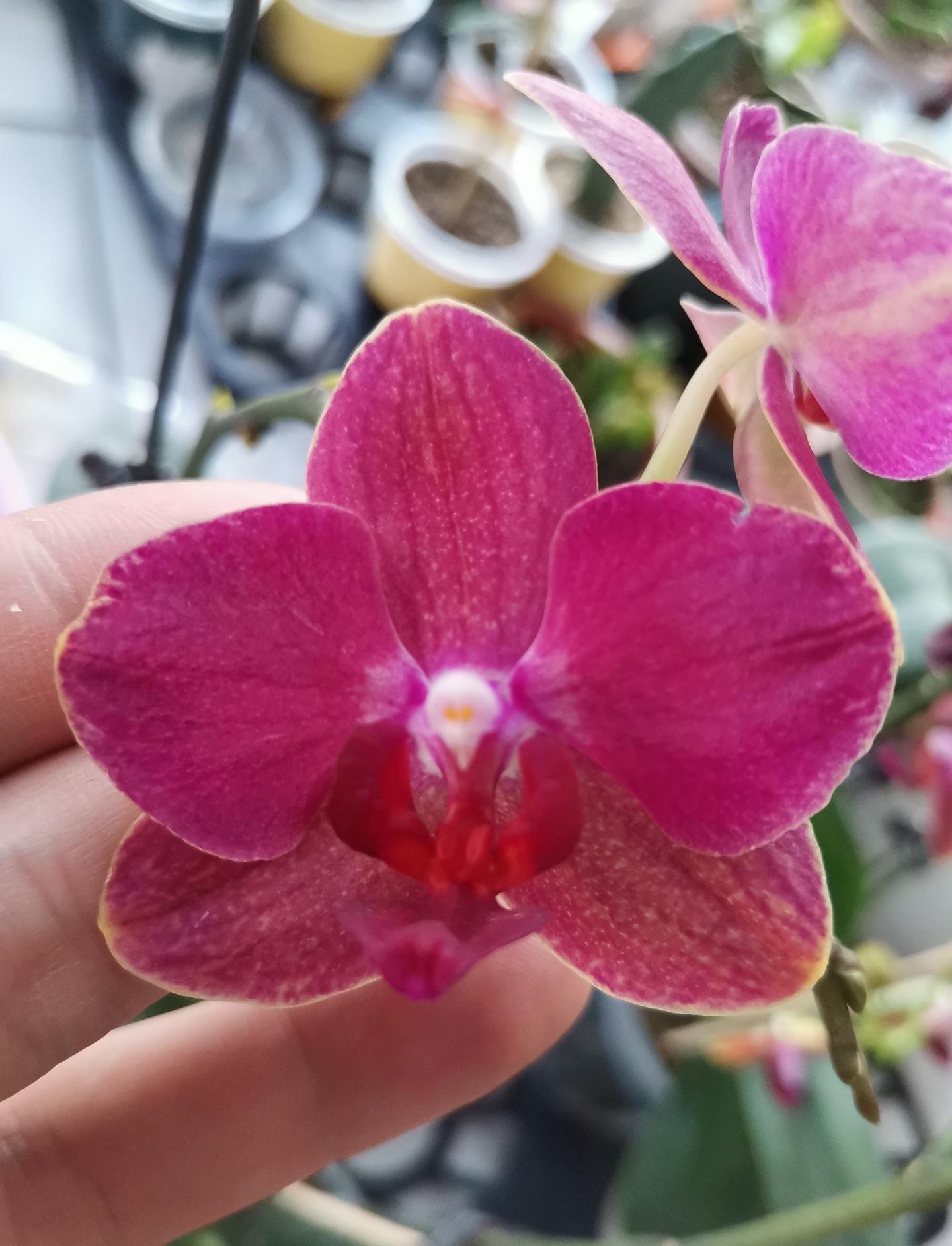 蝴蝶兰花期已到 若还没开花 不妨试试这些方式 能让花儿朵朵开 知乎