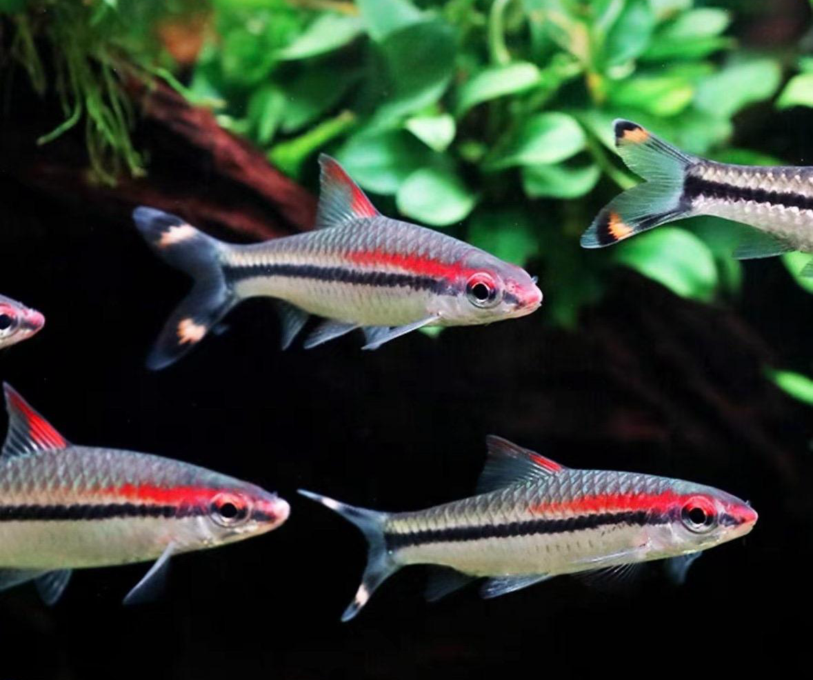 可以与七彩神仙鱼混养的鱼有哪些? - 知乎