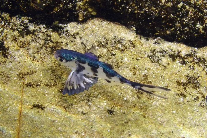 您可能吃到了假鱼闲聊肉鲳鱼作者暮晖熠熠