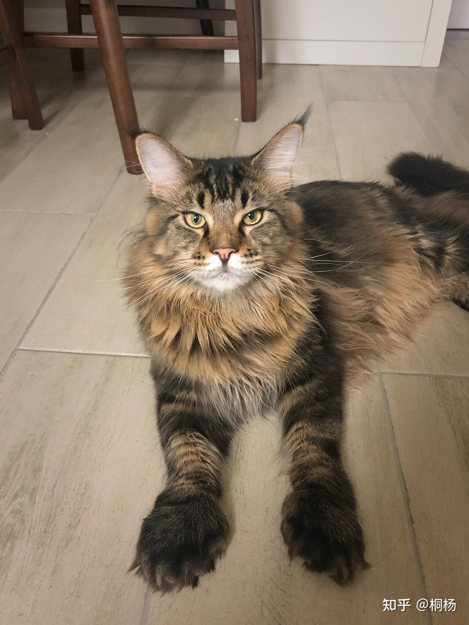 一只缅因猫从小到大的变化会有多大