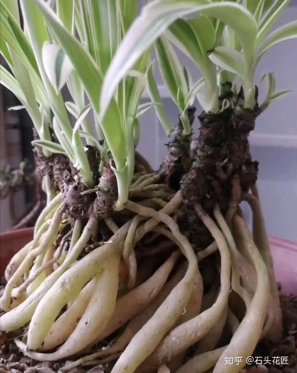 吊兰新玩法提提根挖挖土漏出狗牙根还能变老桩