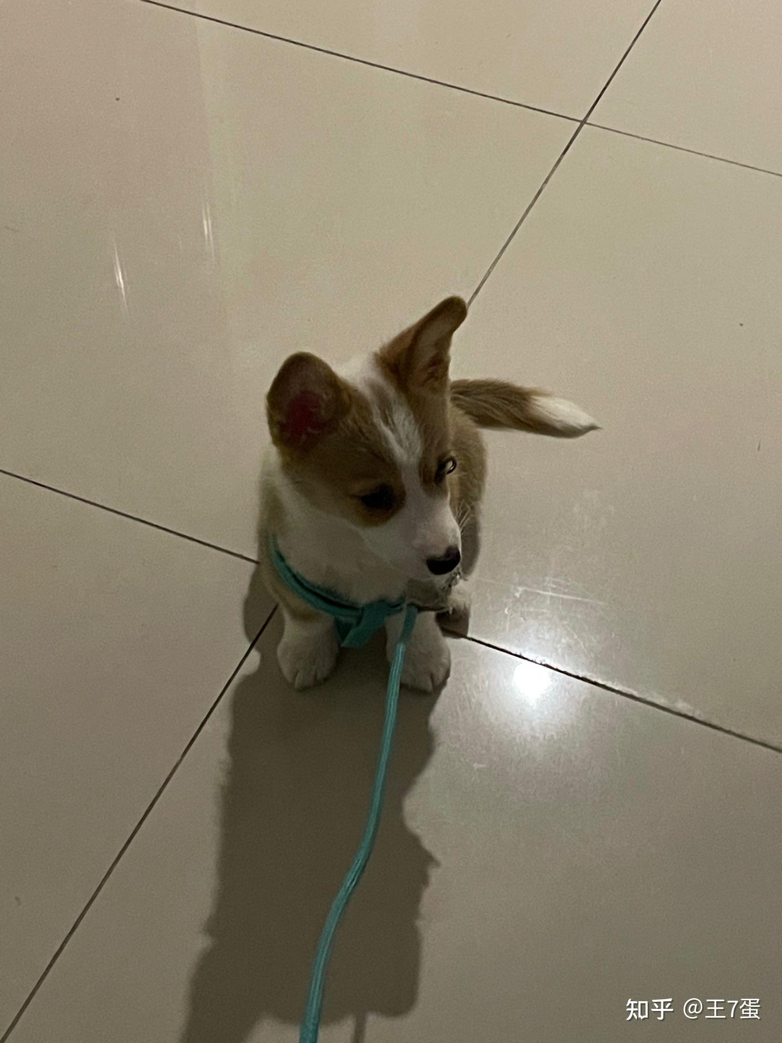 柯基不断尾会怎么样