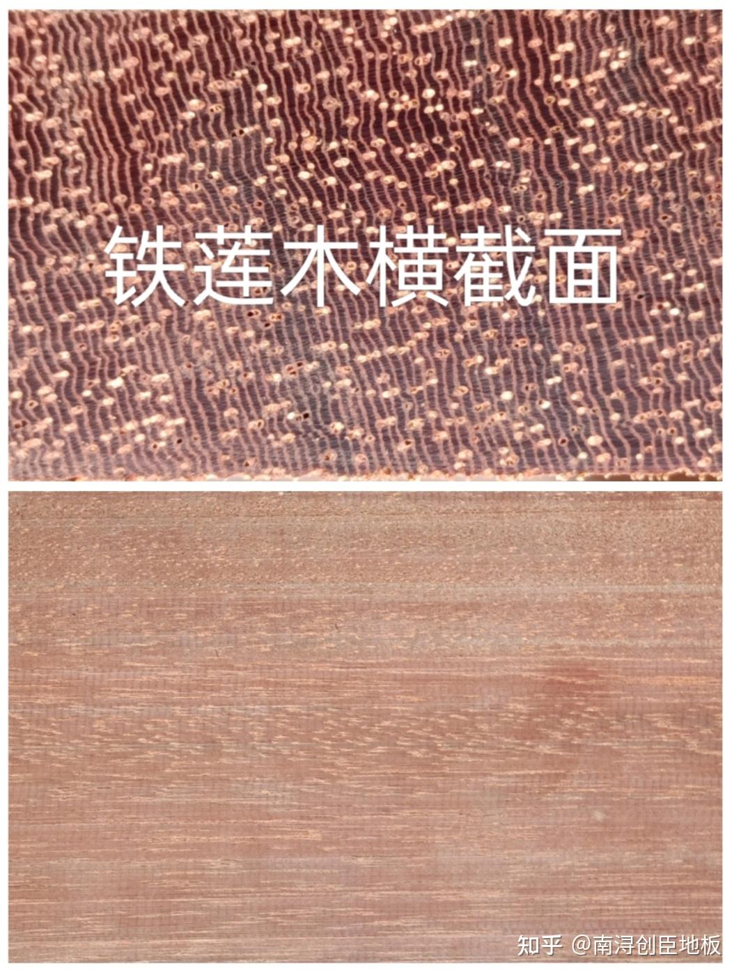 铁栎木的特点与好处是什么? - 知乎