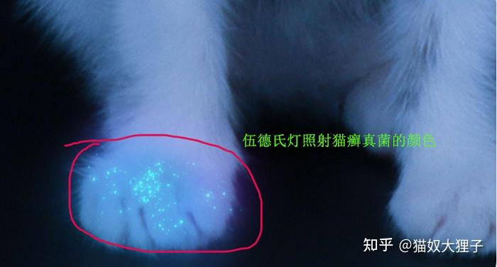 如何确定猫是否得了猫癣? - 知乎