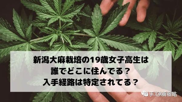日本女高中生在家种植大麻 知乎
