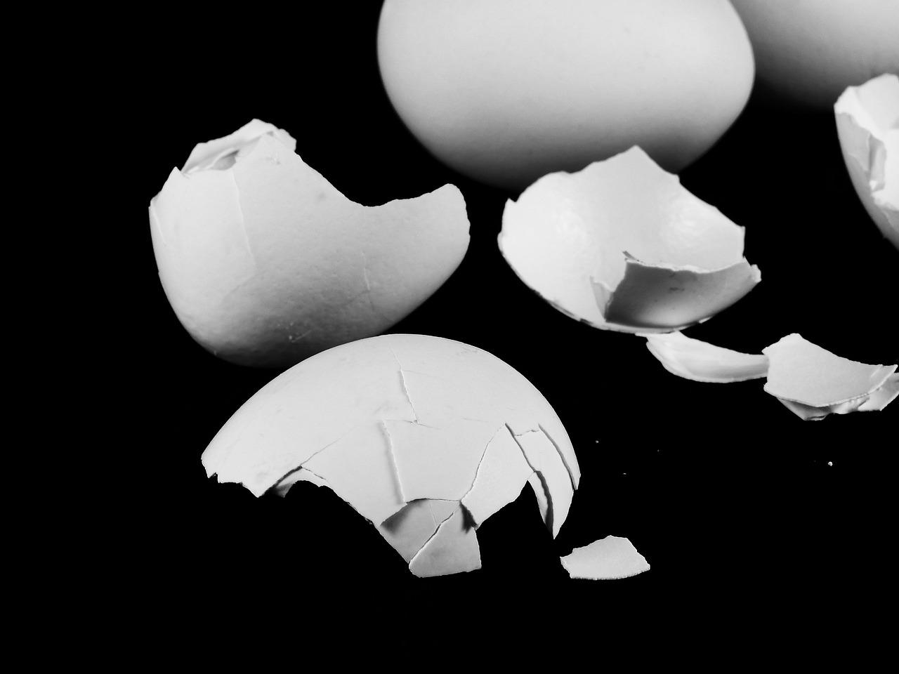 5. 蛋壳服务评价