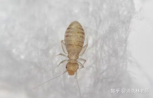 书虱的防治 - 知乎