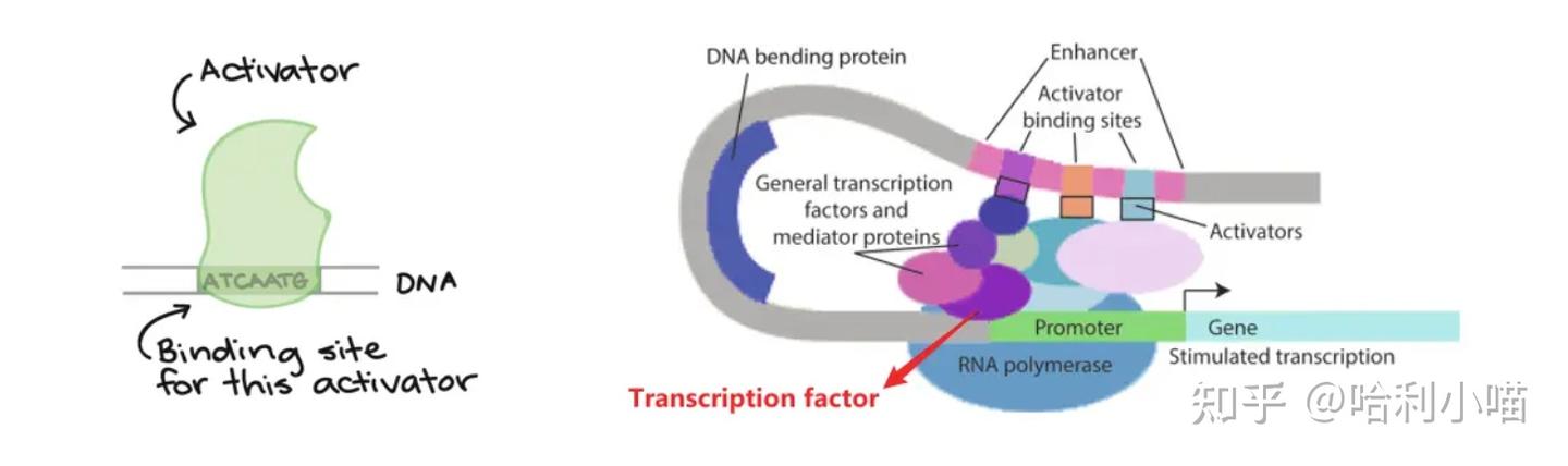 详细解读CHIP-seq,ATAC-seq - 知乎