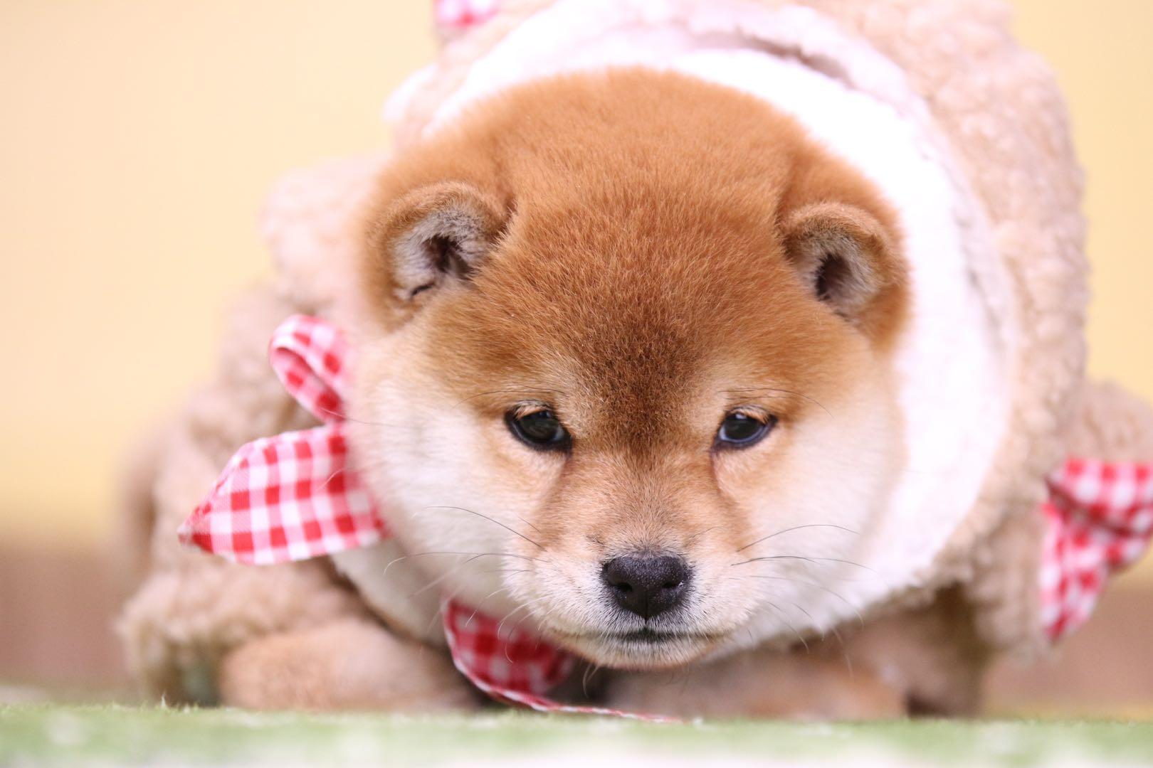 柴犬价格贵不贵 柴犬性格有哪些特点 知乎