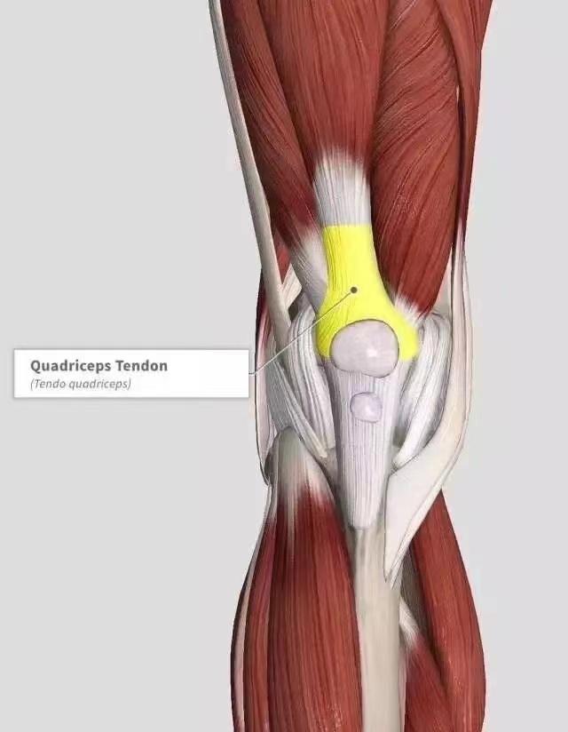 內收肌拉傷:大腿內側疼痛腫脹,髖關節內收及大腿外旋障礙痛脂肪墊炎