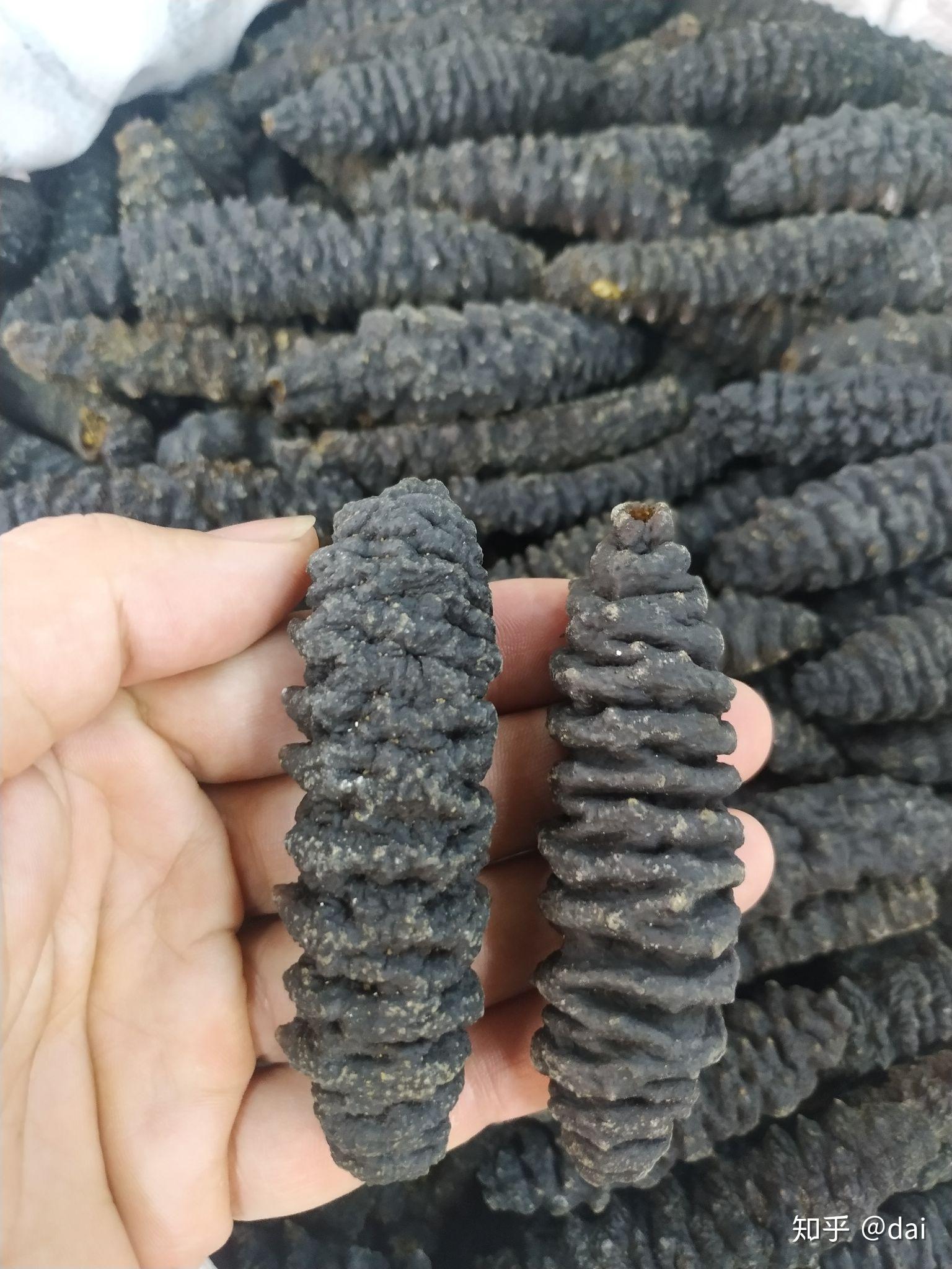 乱说海参简介龙纹参