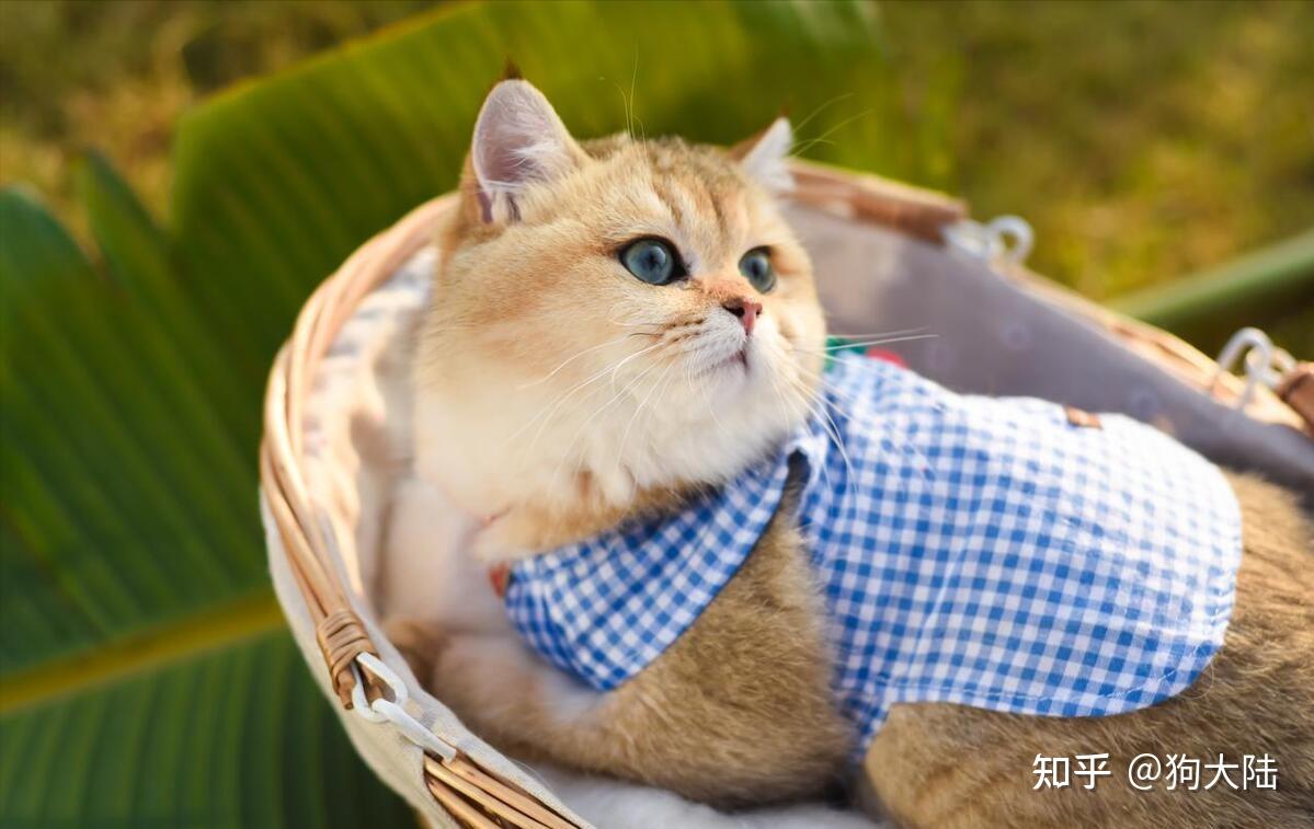 最适合“家养”的8种猫,好养又漂亮,你家猫上榜没?