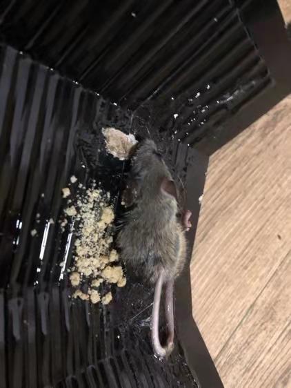 电线被咬坏家中可能有老鼠