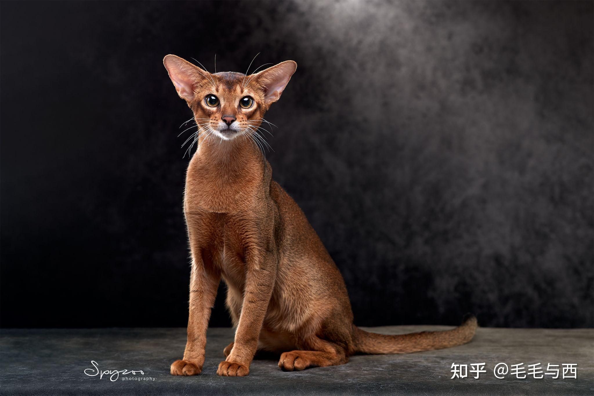 想牵一直阿比西尼亚猫回家,如何寻找靠谱的猫舍? - 知乎