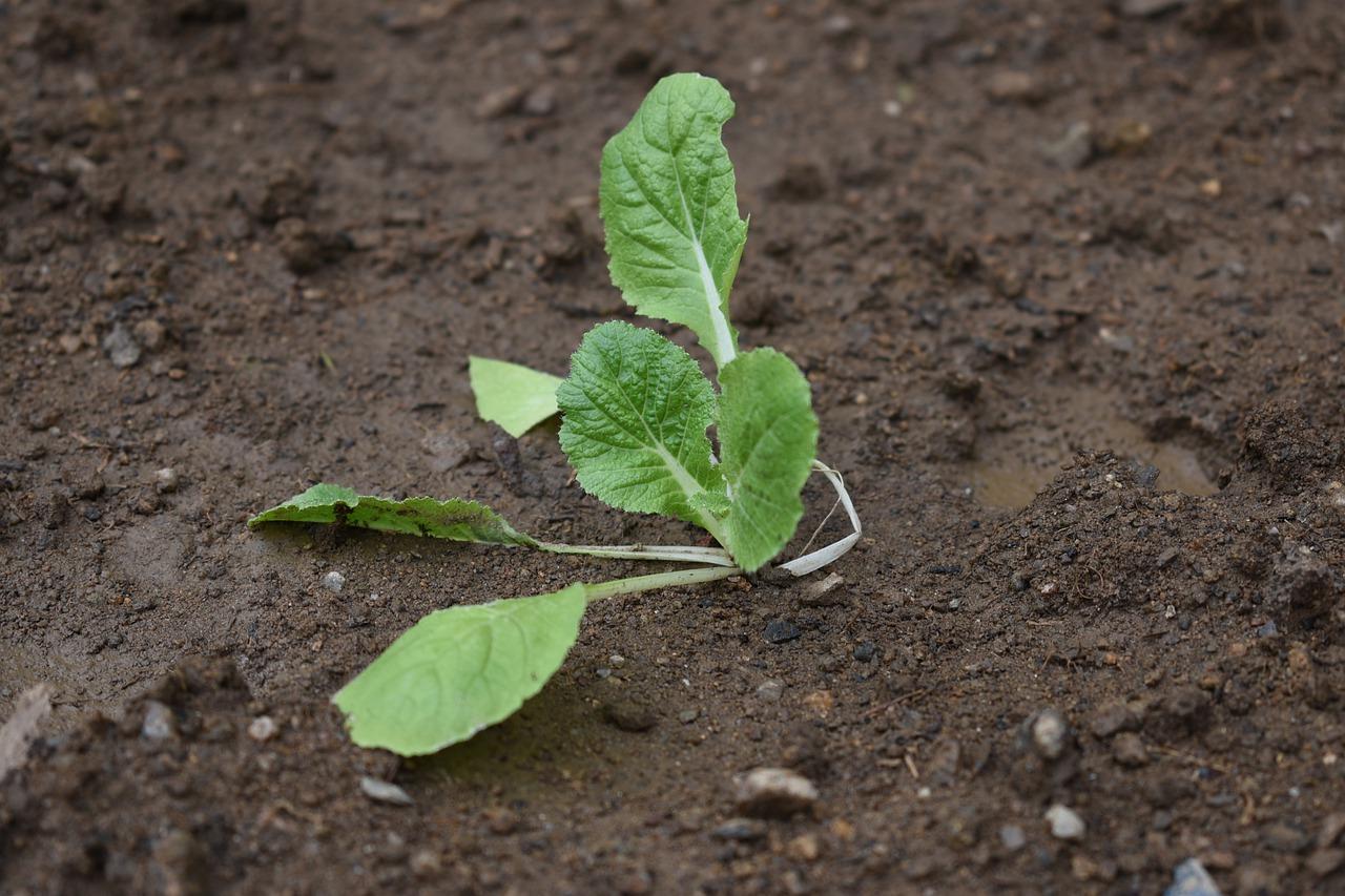 怎么种大白菜