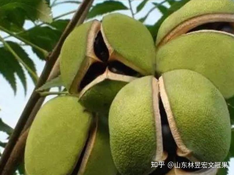《救荒本草》记录中的文冠果 - 知乎